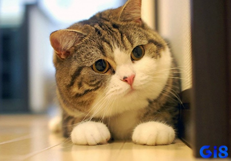 Giải mã giấc mơ thấy mèo cung cấp số đề lộc lá