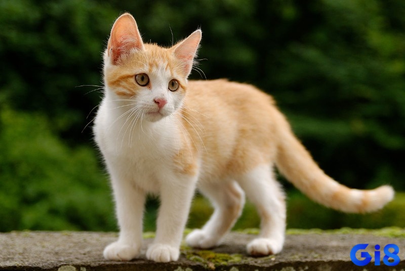 Mèo thường được quan niệm là gắn với những điều xui rủi