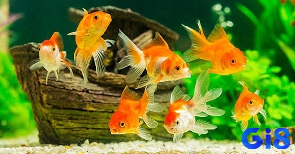 Giải mã giấc mơ thấy cá theo từng bối cảnh xảy ra