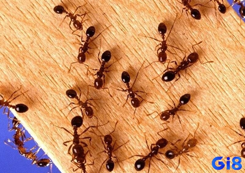 Chủ mộng ghi nhớ dự báo để chuẩn bị cho chuyện tương lai