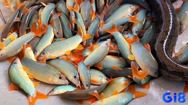 Chủ mộng có cơ hội trúng thưởng đậm khi mơ thấy cá