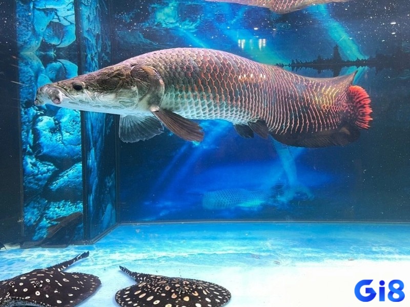 Loài cá mang tới những hình ảnh tích cực trong phong thủy