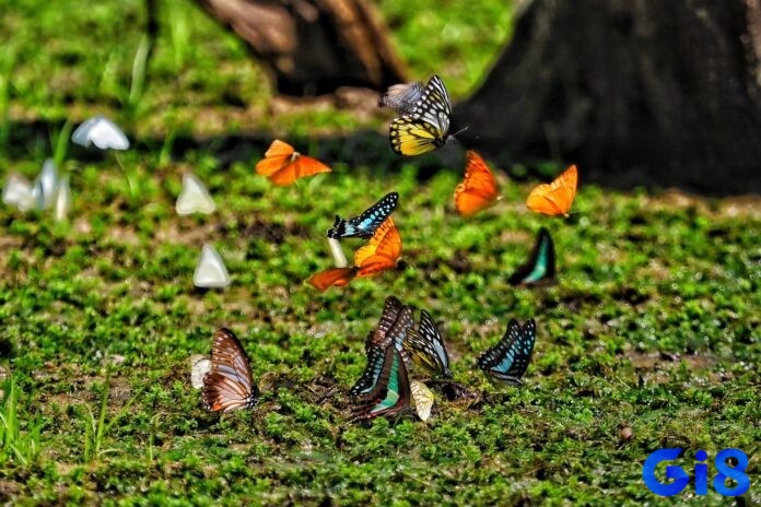 Hình dung chi tiết mơ để giải nghĩa đúng nhất
