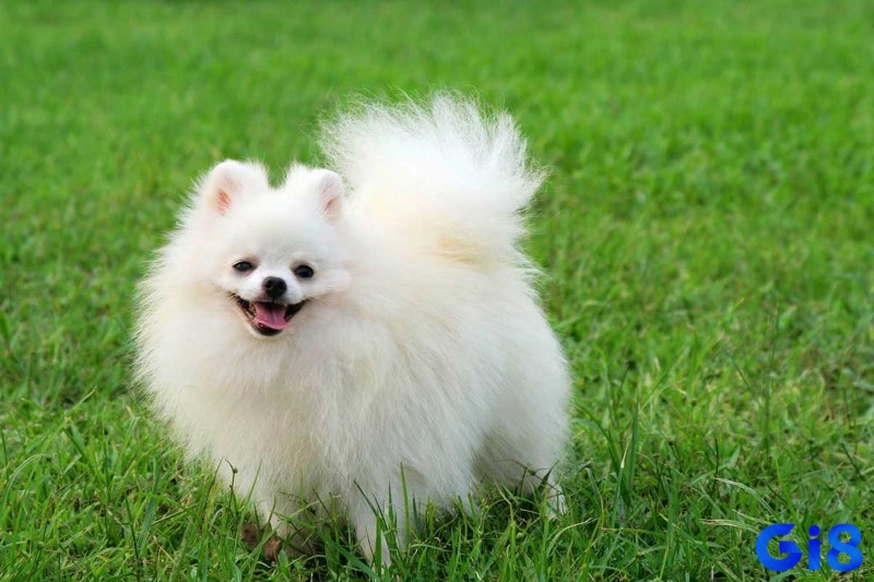 Mơ thấy chó con dễ thương là dấu hiệu cho thấy bạn đang trong giai đoạn hạnh phúc