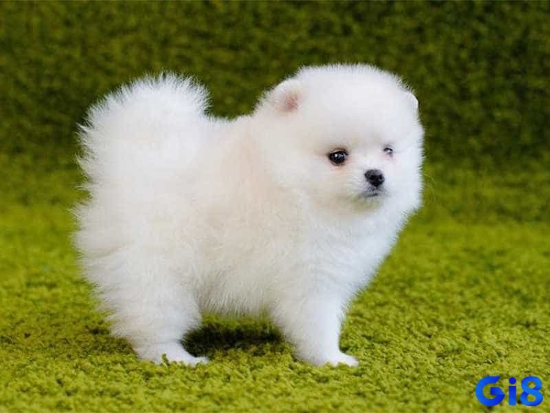 Giải mã giấc mơ thấy chó theo từng chi tiết mơ cụ thể