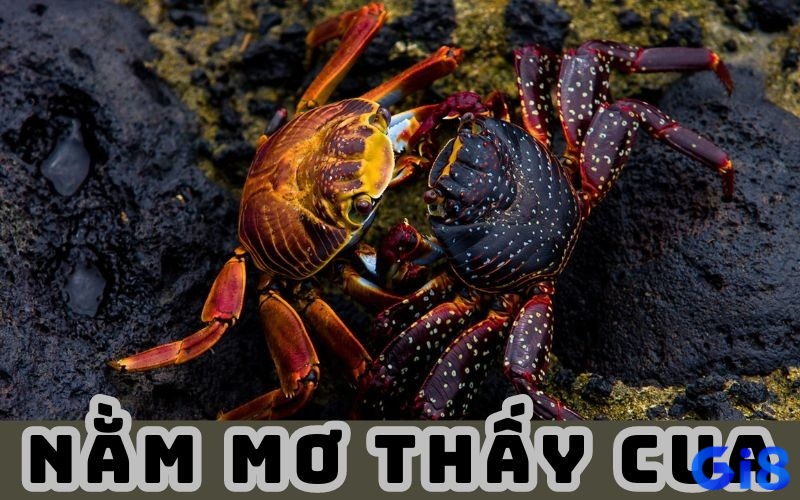 Giải mã giấc mơ thấy cua chuẩn xác theo bối cảnh