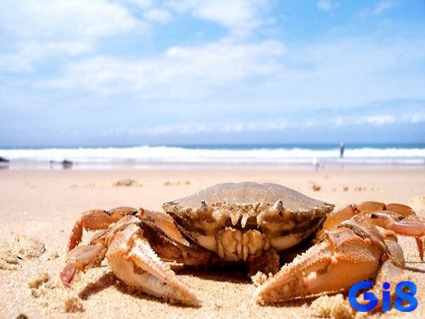 Giải mã giấc mơ thấy cua để biết được sự kiện tương lai