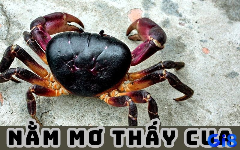 Giấc mơ thấy cua là điều thường xuyên xảy ra