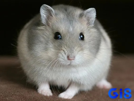 Giải mã giấc mơ thấy chuột xám cho thấy bạn đang ở trong một giai đoạn lấp lửng