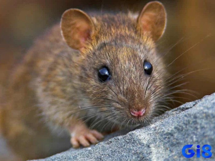 Giải mã giấc mơ thấy chuột mở ra cơ hội thử vận may với số đề