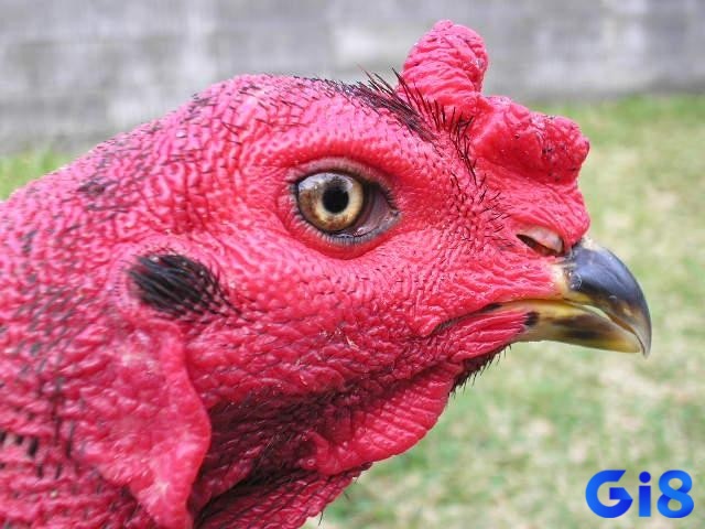Bạn cần quan sát kỹ lưỡng màu sắc và hình dạng của mắt