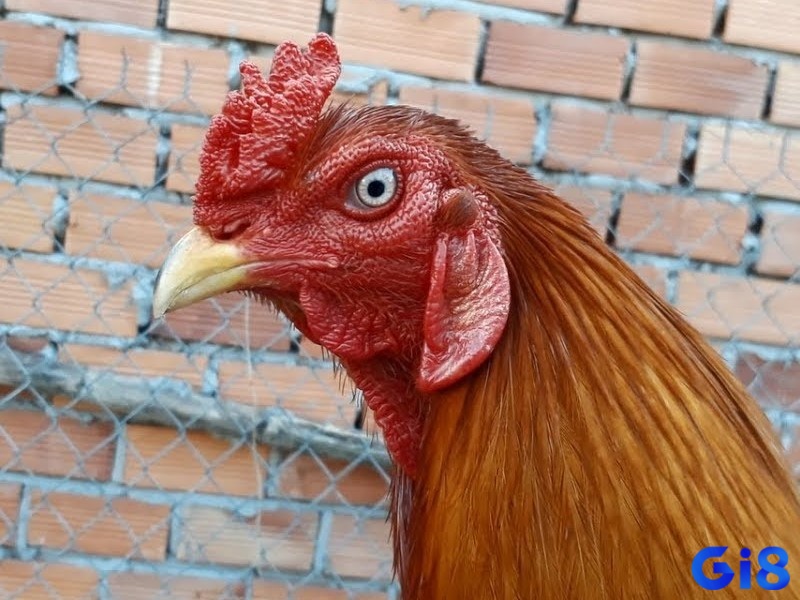 Mắt gà đá màu trắng dã thường gan lỳ, hung hăng