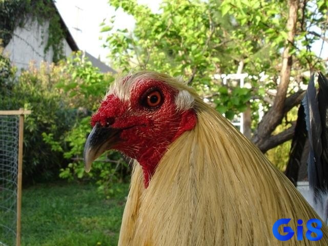 Khi xem màu mắt gà đá, bạn cần đánh giá khả năng chiến đấu của chúng