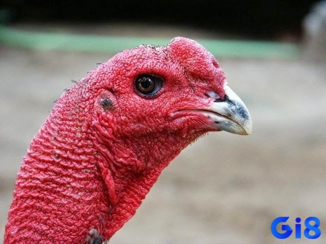 Màu mắt của gà đá không chỉ là yếu tố nhận diện bên ngoài mà còn thể hiện phần nào năng lực chiến đấu của chúng