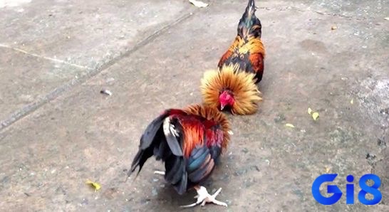Chọn ngày đá gà vào ngày có địa chi Dậu hoặc tương hợp như Sửu, Tỵ, tránh ngày khắc Dậu như Mão, Ngọ, Hợi