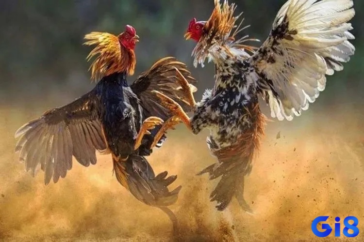 Tránh đá gà vào ngày Tam Nương và Ngũ Quỷ vì dễ gặp trở ngại