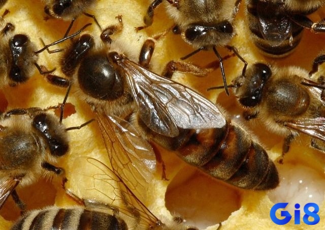 Điềm báo gì khi mơ ong chúa đốt?