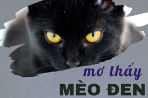 Nằm mơ thấy mèo đen đánh lô đề con gì? Những điều cần biết