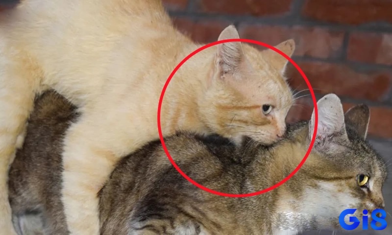 Mèo giao phối có thể khiến người chứng kiến cảm thấy ngượng ngùng hoặc lo lắng về thai kỳ không mong muốn