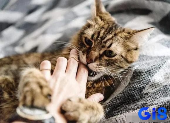 Cho mèo mang thai ăn thực phẩm giàu đạm, năng lượng; chia nhỏ bữa và tăng tần suất, nhất là cuối thai kỳ