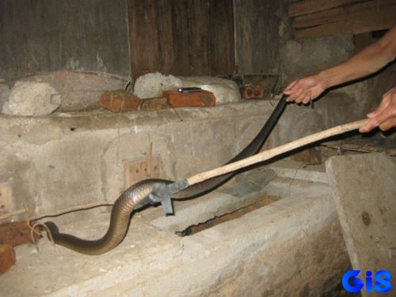 Thông qua giấc mơ để nắm bắt tương lai