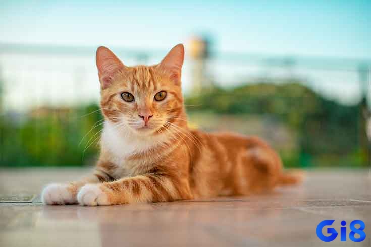 Giải mã giấc mơ thấy mèo mất tích có thể tượng trưng cho việc bạn đang đánh mất kết nối với trực giác