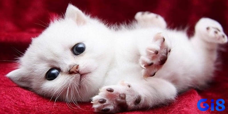 Mơ mèo bắt chuột thường liên quan đến khả năng xử lý vấn đề và chinh phục thách thức