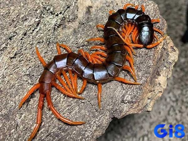 Biến năng lượng tiêu cực thành tích cực sau khi mơ thấy rết
